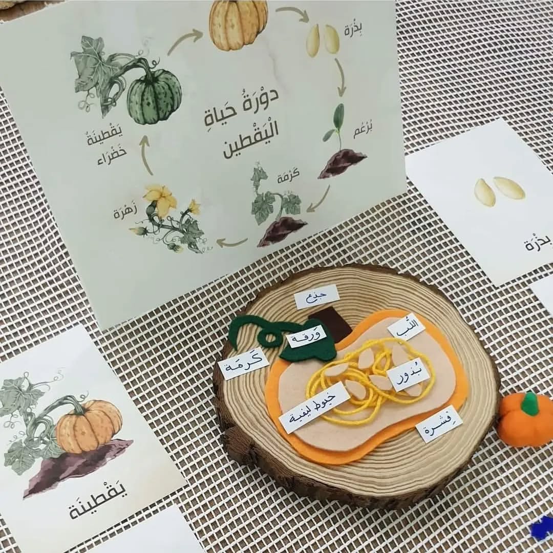 Fatin et la courge - فطين وثمرة اليقطين